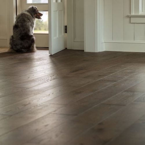hardwood flooring in room with a dog looking out the front door
