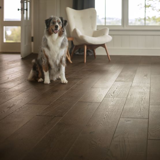 hardwood flooring and a white chair and a dog facing us